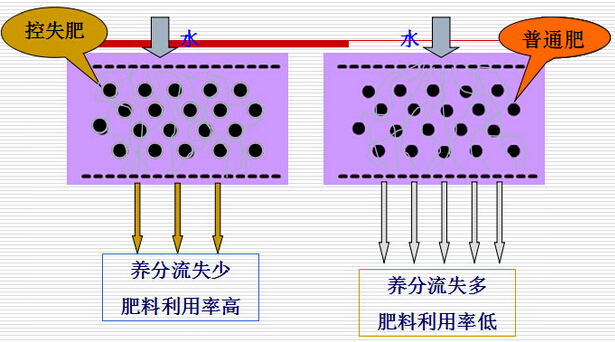 紅四方玉米控失肥肥效釋放原理