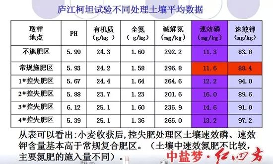 廬江柯坦實驗不同土壤處理對比圖，控失復合肥明顯高于普通肥料和不施肥區(qū)域