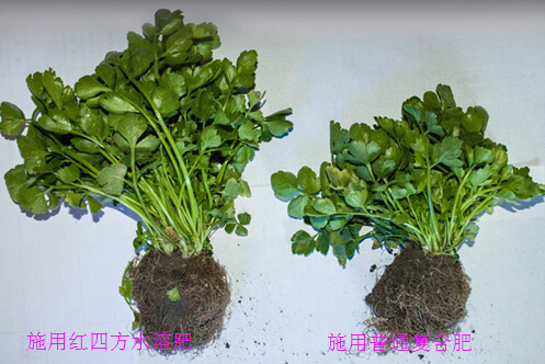 香菜施用紅四方水溶肥對(duì)比圖