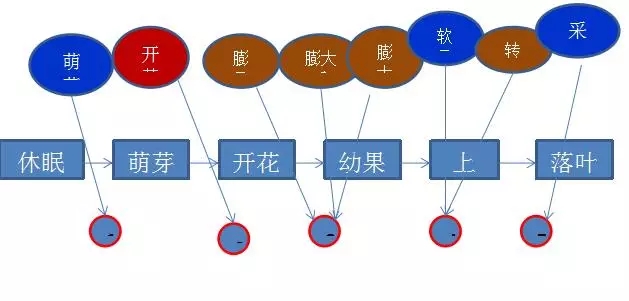 為了更合理的教會(huì)大家施肥，我們推出5大節(jié)點(diǎn)用肥方案，如上圖所示。