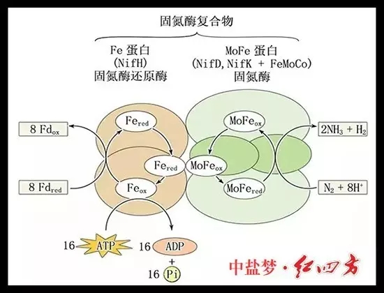 土壤肥力有限，長(zhǎng)期吸收單一養(yǎng)分，會(huì)使土壤肥力下降，作物生長(zhǎng)發(fā)育不良，易造成土地貧瘠，從而造成土地荒漠化，引發(fā)沙塵暴等。