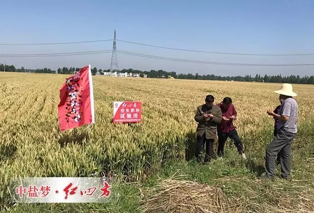 農(nóng)民細(xì)致觀察小麥長勢