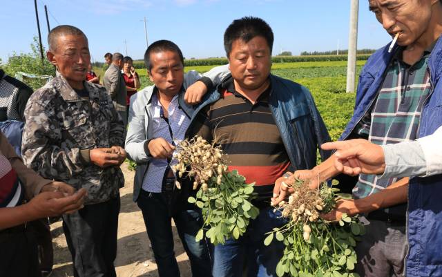 當?shù)胤N植大戶在示范田了解花生長勢